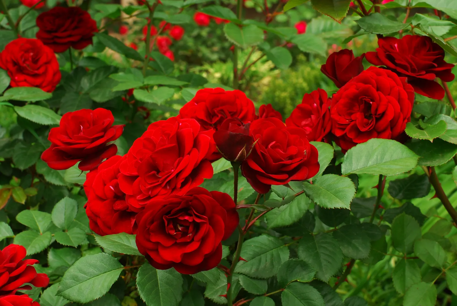 Floribundaros CARL PHILIP ('Korpeahn') - bild 4