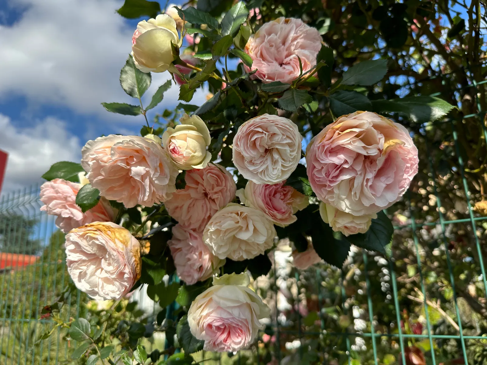 Storblommig klätterros GIARDINA ('Tan97289'PBR) - bild 5