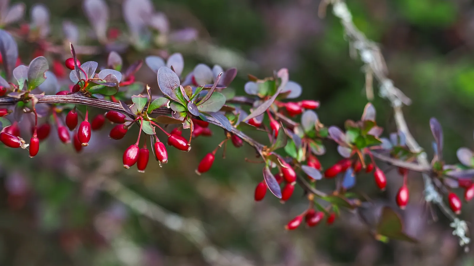 Röd häckberberis 'Atropurpurea' - bild 4