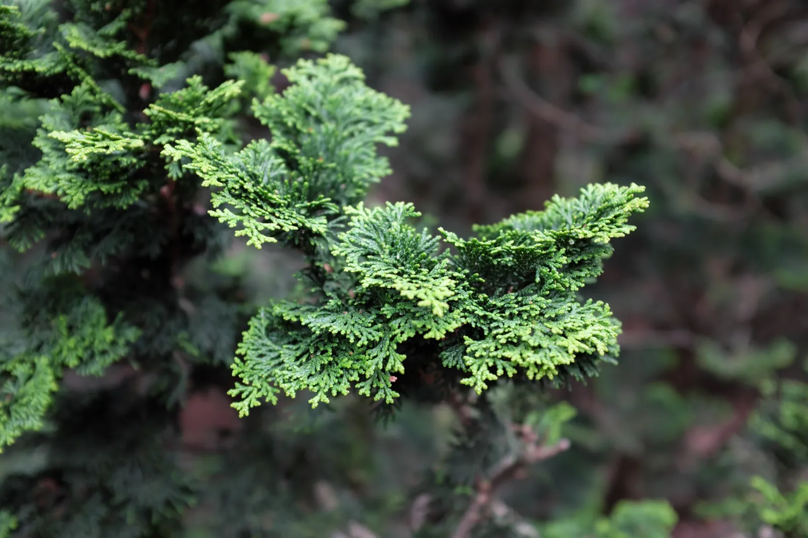 Japansk ädelcypress 'Nana Gracilis', 20-25 cm - bild 4