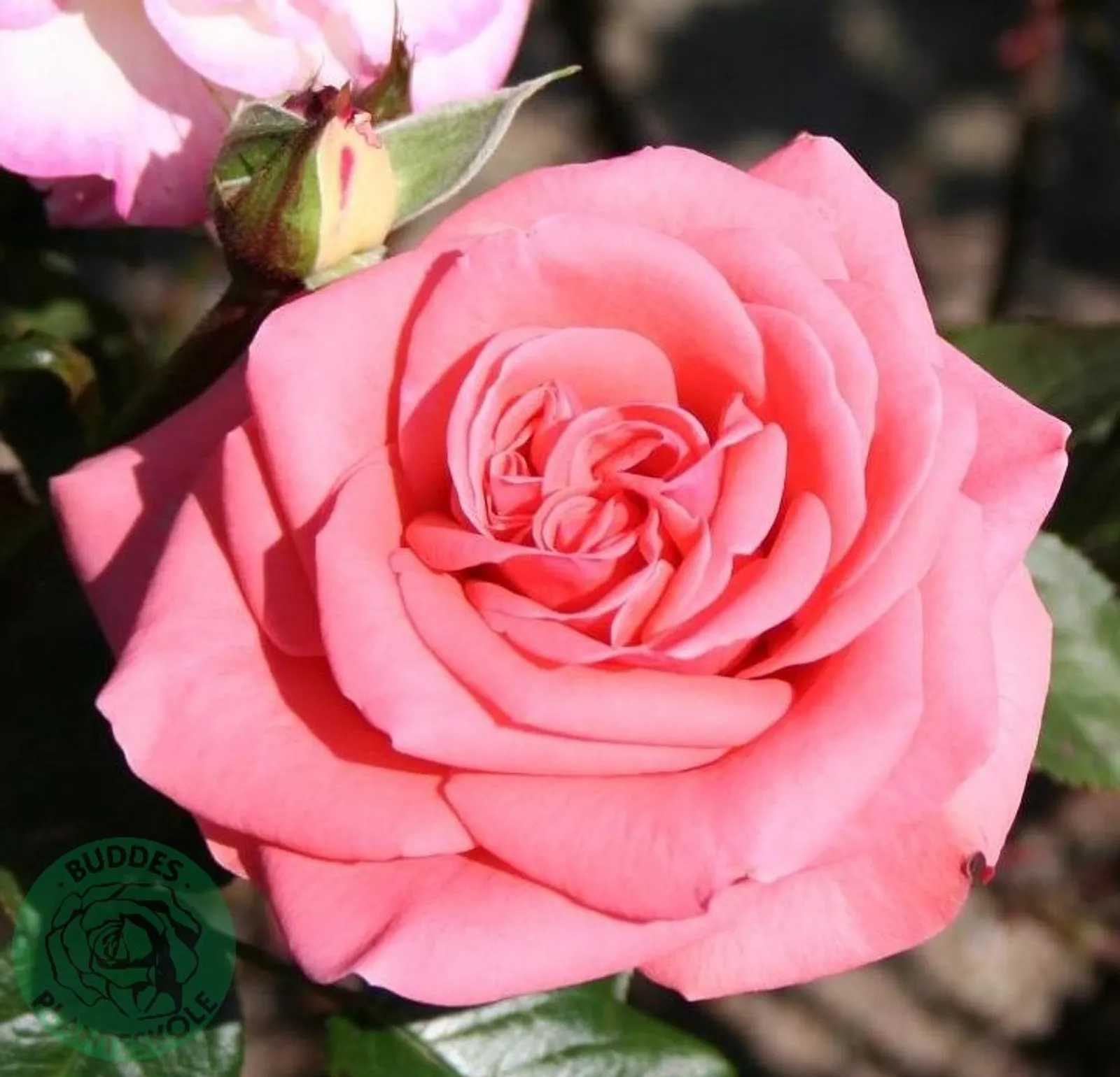 Tehybridros LOUISIANA ('Kornemark') - bild 1