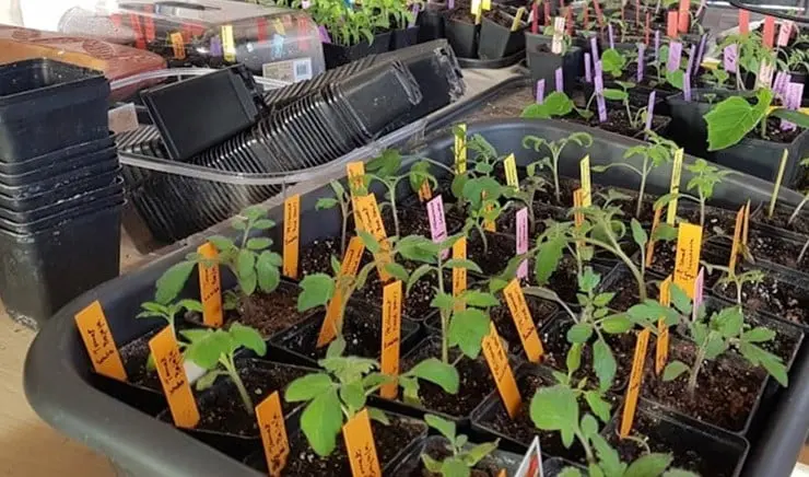 Etiketter för märkning av plantor hos GardenMarket