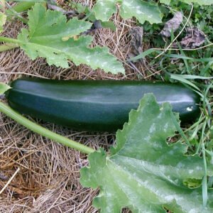 Black Beauty sommarsquash ekologiskt frö med mörkgröna zucchini, tidig skörd för grillning och matlagning, ekologiskt