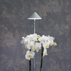 Växtlampa Venso Sunlite Orchid Vit 10W