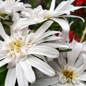 Vit skogsaster med rena vita blommor och gul mitt, en höstblommande perenn för naturlika planteringar.
