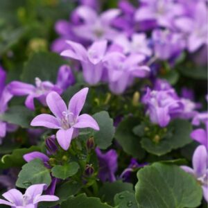 Murklocka med hängande blålila klockformade blommor, en charmig perenn för skuggiga lägen.