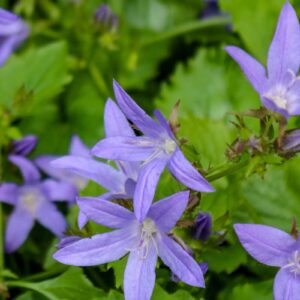 Stjärnklocka 'Stella' med stjärnformade blå blommor, en lågväxande marktäckare för halvskugga.