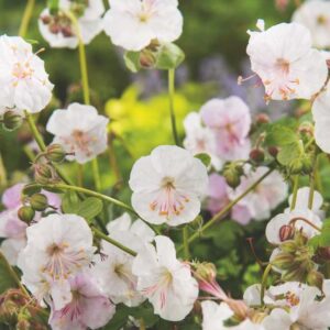 Liten Flocknäva 'St Ola' med vita blommor, kompakt marktäckare för stenpartier och rabattkanter.