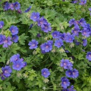 Kungsnäva med blålila blommor och vackert höstfärgat bladverk, lättskött perenn för rabatter.