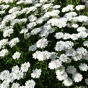 Vinteriberis 'Schneeflocke' med vita blommor, vintergrön perenn för stenpartier och rabattkanter.