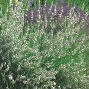 Lavendel 'Edelweiss' med vita blommor och silvriga blad, ovanlig vit lavendelperenn.