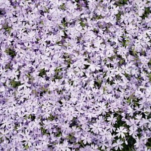 Mossflox 'Emerald Cushion Blue' med ljusblå blommor, kuddformad marktäckare för rabattkanter.