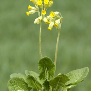 Gullviva med gula blommor i klasar, doftande vårblommande perenn för naturlika planteringar.