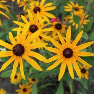 Strålrudbeckia 'Goldsturm' med gula blommor och mörk mitt, klassisk sensommarperenn.