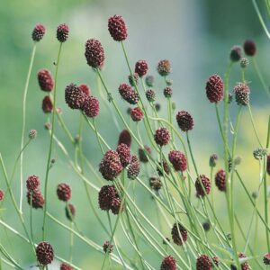 Blodtopp 'Tanna' med mörkröda blomklasar, kompakt perenn som lockar fjärilar och bin.
