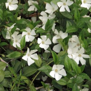 Vintergrön 'Alba' med vita blommor och gröna blad, vinterhärdig marktäckare för skuggiga lägen.