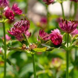 Stjärnflocka 'Venice' med vita stjärnformade blommor och dekorativt bladverk för skuggiga platser.