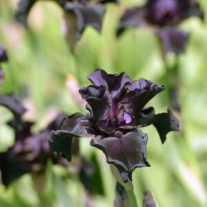 Sammetsiris 'Black Form' med mörkvioletta nästan svarta blommor, exklusiv perenn för rabatten.