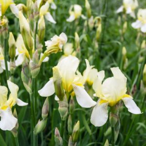 Violiris 'Snow Queen' med vita blommor, elegant perenn för fuktiga och halvskuggiga lägen.