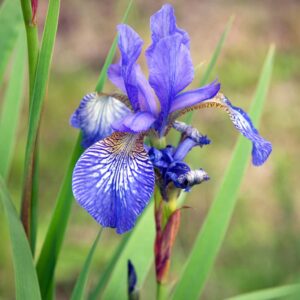 Rabattiris 'Blue King' med blå blommor, strandiris som trivs i fuktiga lägen.