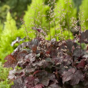 Lönnalunrot 'Palace Purple' med mörkröda blad, dekorativ perenn för skuggiga och soliga lägen.