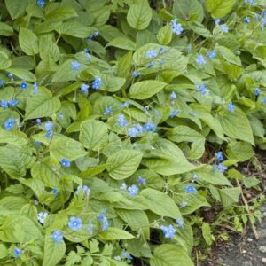 Ormöga med gula blommor och silvriga blad, torktålig perenn för soliga stenpartier.