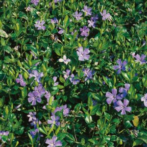 Vintergrön med blåvioletta blommor och glänsande gröna blad, tålig marktäckare för skuggiga platser.