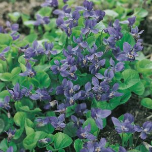 Luktviol 'Königin Charlotte' med doftande violetta blommor, charmig perenn för vårträdgården.