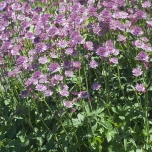 Stjärnflocka 'Roma' med rosa-vita blommor och vackert flikiga blad, perfekt för woodland-planteringar.