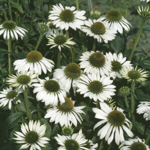 Solhatt 'Alba' med eleganta vita blommor och grön-gul mitt, en ståtlig perenn för soliga rabatter.