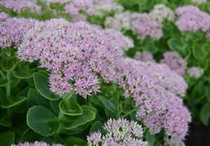 Kinesisk Kärleksört 'Granlunda' med rosa blommor på hösten, tålig perenn för soliga lägen.
