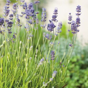 Lavendel 'Munstead' med lila blommor och gröna stjälkar, perfekt för trädgårdar och som perenn ört.