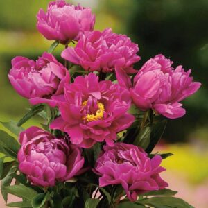 Luktpion 'Karl Rosenfield' med djuprosa blommor och gröna blad, perfekt för trädgården och doftande blomsterarrangemang.