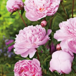 Luktpion 'Sarah Bernhardt' med stora, doftande rosa blommor och gröna blad, klassisk perenn för trädgården.