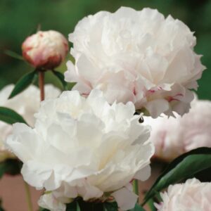 Luktpion 'Shirley Temple' med ljusrosa blommor och gröna blad, perfekt för trädgården, doftar underbart och är flerårig.