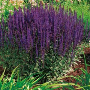 Stäppsalvia 'Caradonna' med mörklila blommor och mörka stjälkar, omgiven av gröna växter och blommor i bakgrunden.