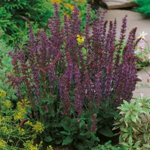 Stäppsalvia 'Ostfriesland' med mörklila blommor, omgiven av gröna växter och färgglada blommor i en trädgårdsmiljö.