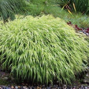 Hakonegräs med gröna och gula strimmiga blad, elegant japanskt prydnadsgräs för skugga.