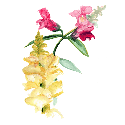 Lejongap med färgglada blommor i gult och rosa, perfekt för att lysa upp ditt hem eller trädgård