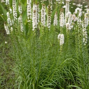 Rosenstav 'Alba' med vita blomsterstavar, elegant perenn som ger höjd och struktur i rabatten.
