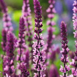Stäppsalvia Caradonna Pink med lila och rosa blommor, perfekt för trädgårdar och rabatter, perenn med vacker blomning.