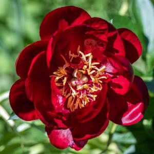 Luktpion 'Buckeye Belle' med mörkröda blommor och gyllene ståndare, perfekt för trädgården och doftande landskap.