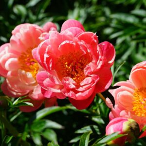 Luktpion 'Coral Charm' med korall- och persikofärgade blommor, gröna blad och en doftande, fylld blomma.