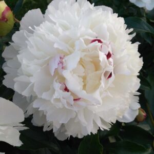 Luktpion 'Festiva Maxima' med vita blommor och röda inslag, frodig perenn med gröna blad, perfekt för trädgården.