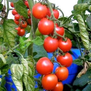 Körsbärstomat Mei Wei frö — röda runda körsbärstomater på gren