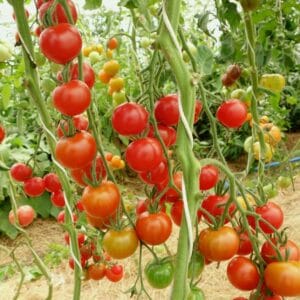 Körsbärstomat Sweet Aperitif ekofrö — röda körsbärstomater på gren