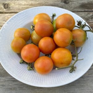 Vintertomat Ponderosa ekofrö — rosa tomater