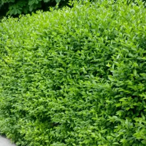 Vinterliguster 'Liga' häckplanta med glänsande gröna blad, idealisk för formklippta häckar.