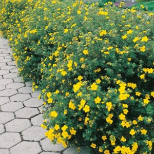 Trädgårdstok 'Goldfinger' med stora gula blommor hela sommaren, en populär och härdig buske.