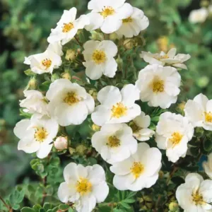 Trädgårdstok 'Sandved' med riklig vit blomning hela sommaren, en lättskött häckbuske.